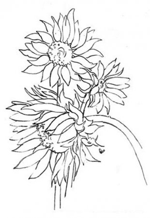 sunflower12 (1).jpg