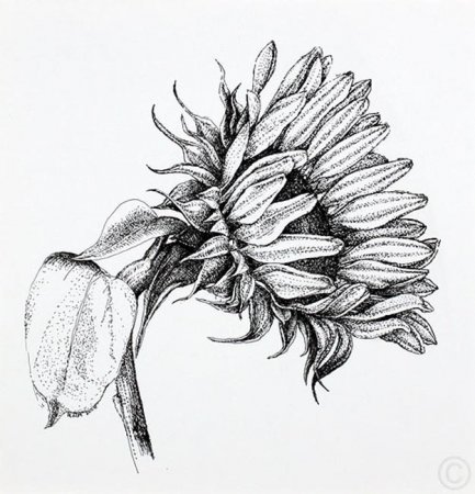 sunflower12.jpg