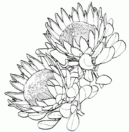 wild flowers protea.gif