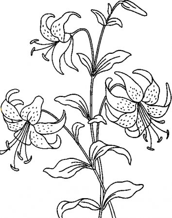 lily-flower (2).jpg