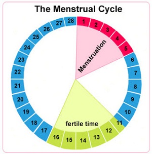 Do you know when are you fertile during the month? - Weekly Health Digest