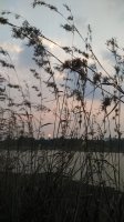 Manipal lake (1).jpg