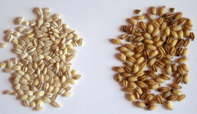 Barley – The Wonder Grain