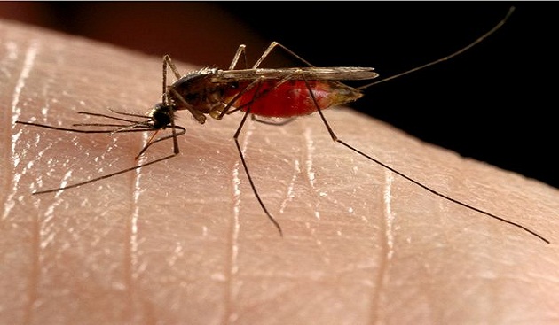 Malaria – Symptoms and Treatment