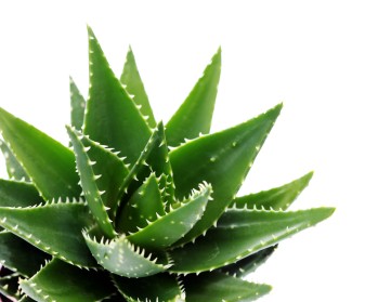 Caring For Your Aloe Plant