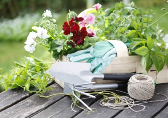 Your Guide to Starting a String Garden