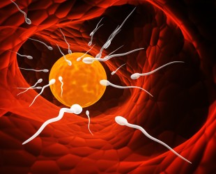 Home Remedies to Improve the Sperm Count