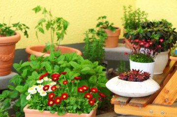 Take Care of Your Garden: Part 6, How to Maintain a Terrace Garden?