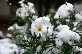 8 Must Know Gardening Tips for the Winter