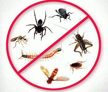 Nature Cures for Household Pests