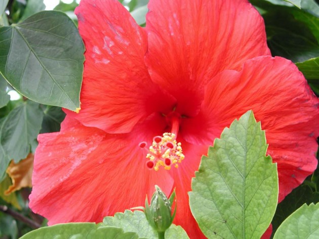 Hibiscus to Treat Hair Loss