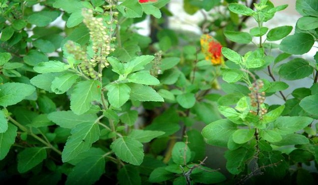 Importance of Holy Basil or Tulsi