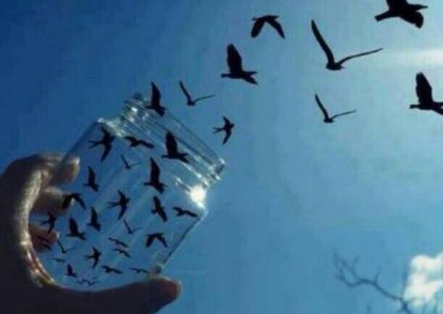Birds In A Jar