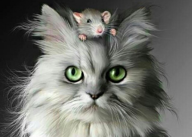 Cat n Mouse