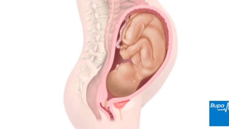 How a Baby Develops during Pregnancy